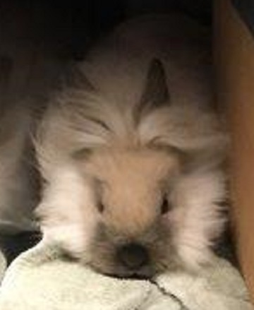 Grey and brown rabbit found February 11, 2025, Pinecrest Drive, Dartmouth. Reference number 400193.