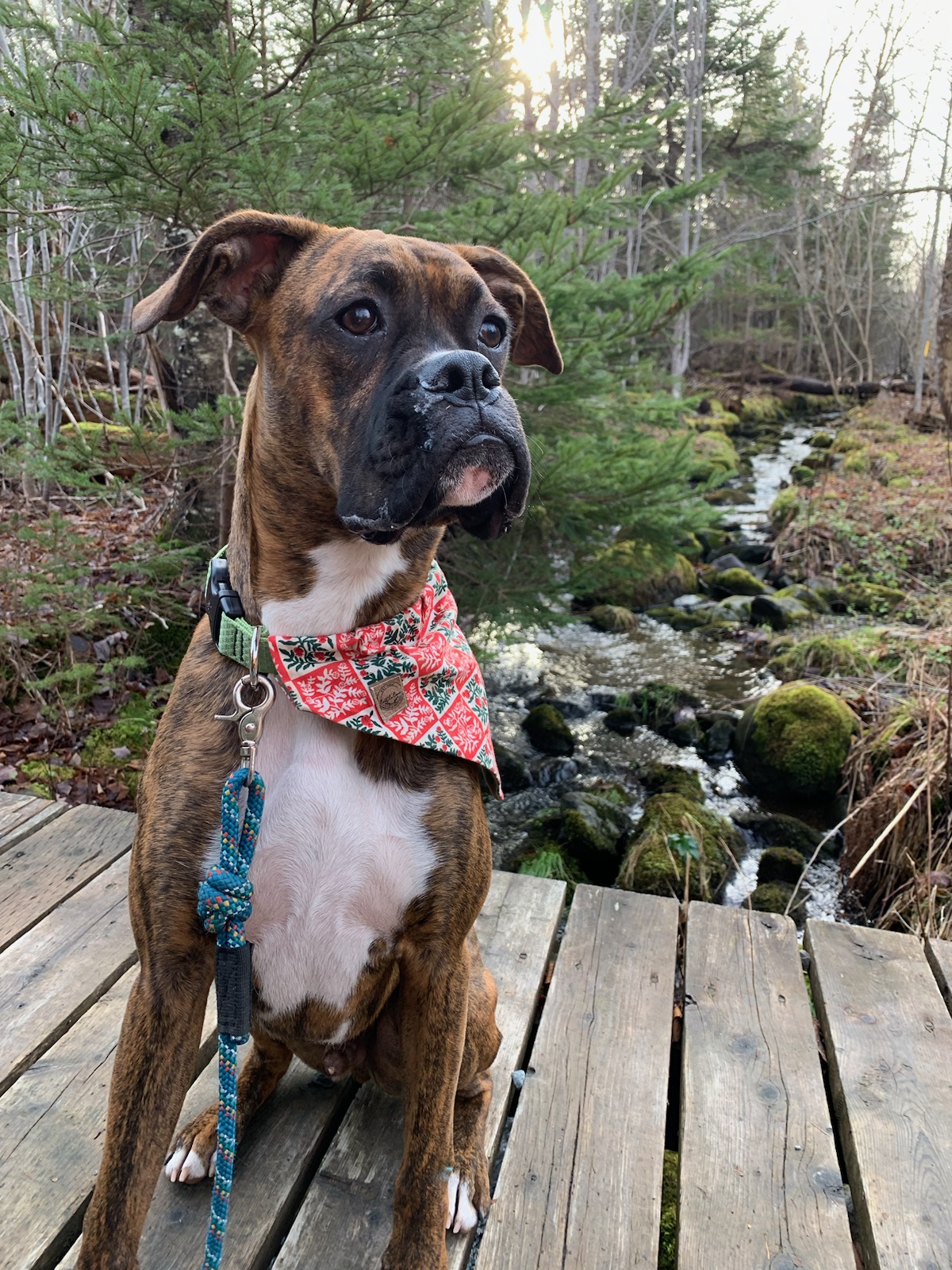 A boxer in a white and red bandana stands on a wooden boardwalk with a forested stream in the background.