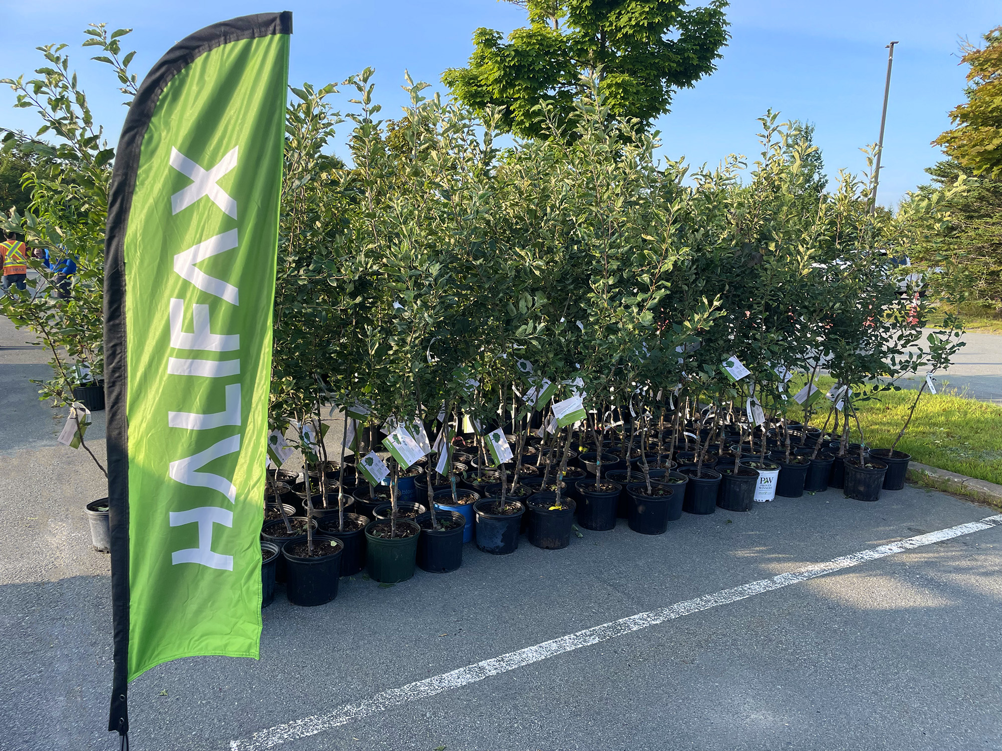 Halifax tree giveaways