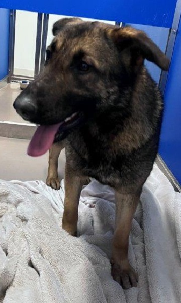 Black and tan female German Shepherd found March 1, 2025, Washmill Lake Drive, Halifax. Reference number 400606.