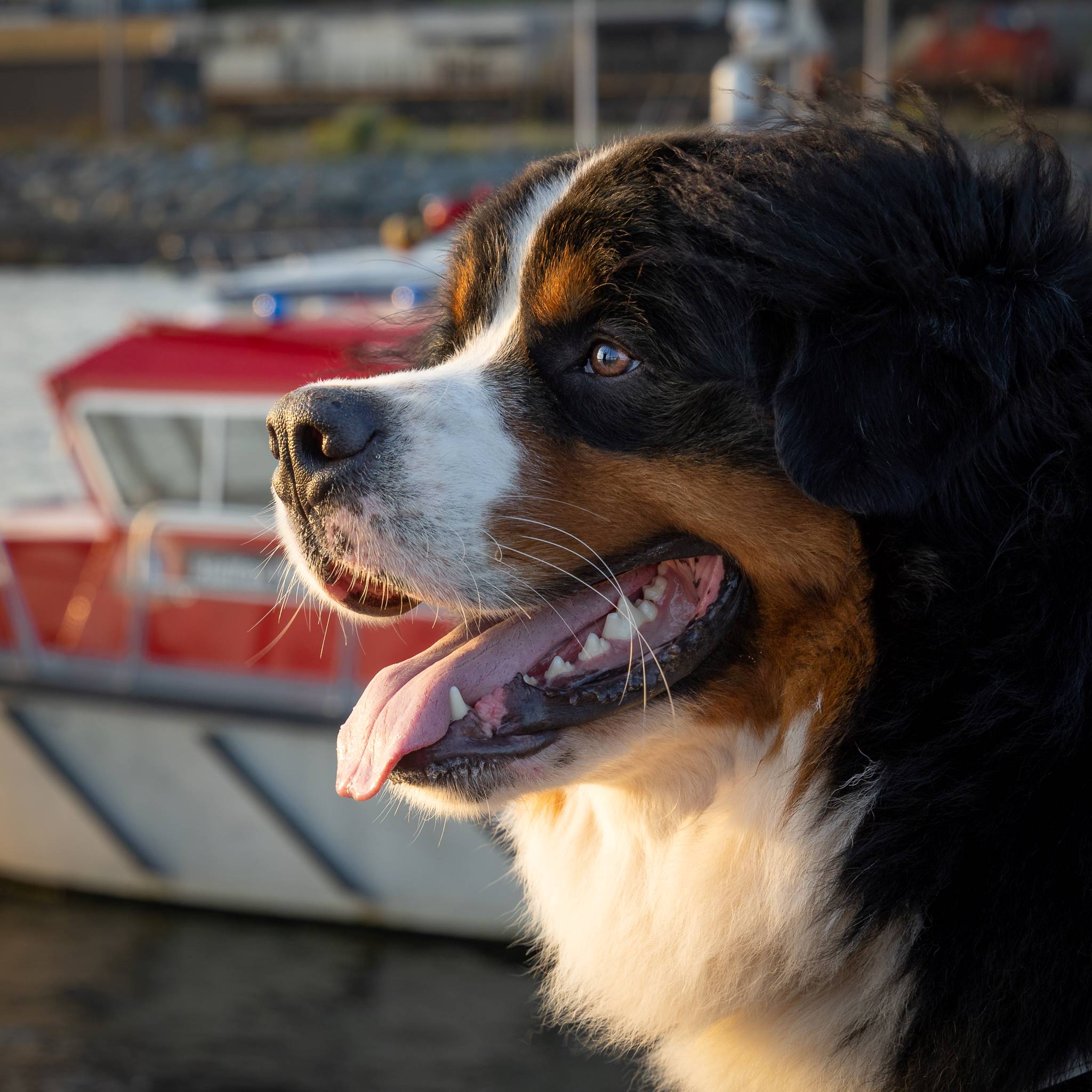 The head of a Berenese mountain dog with its tongue out is shown in front of a boat.