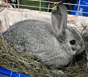 Grey, white dwarf rabbit found June 27, 2025, Neilson Drive, Westphal. Reference number 403500.