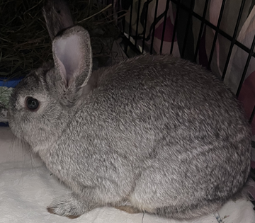 Grey, white dwarf rabbit found June 27, 2025,  Neilson Drive, Westphal. Reference number 403501.