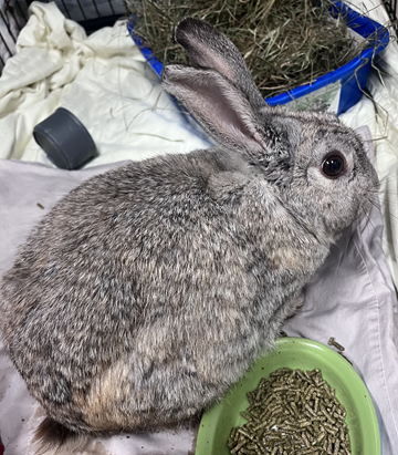 Grey, white dwarf rabbit found June 27, 2025,  Neilson Drive, Westphal. Reference number 403502.