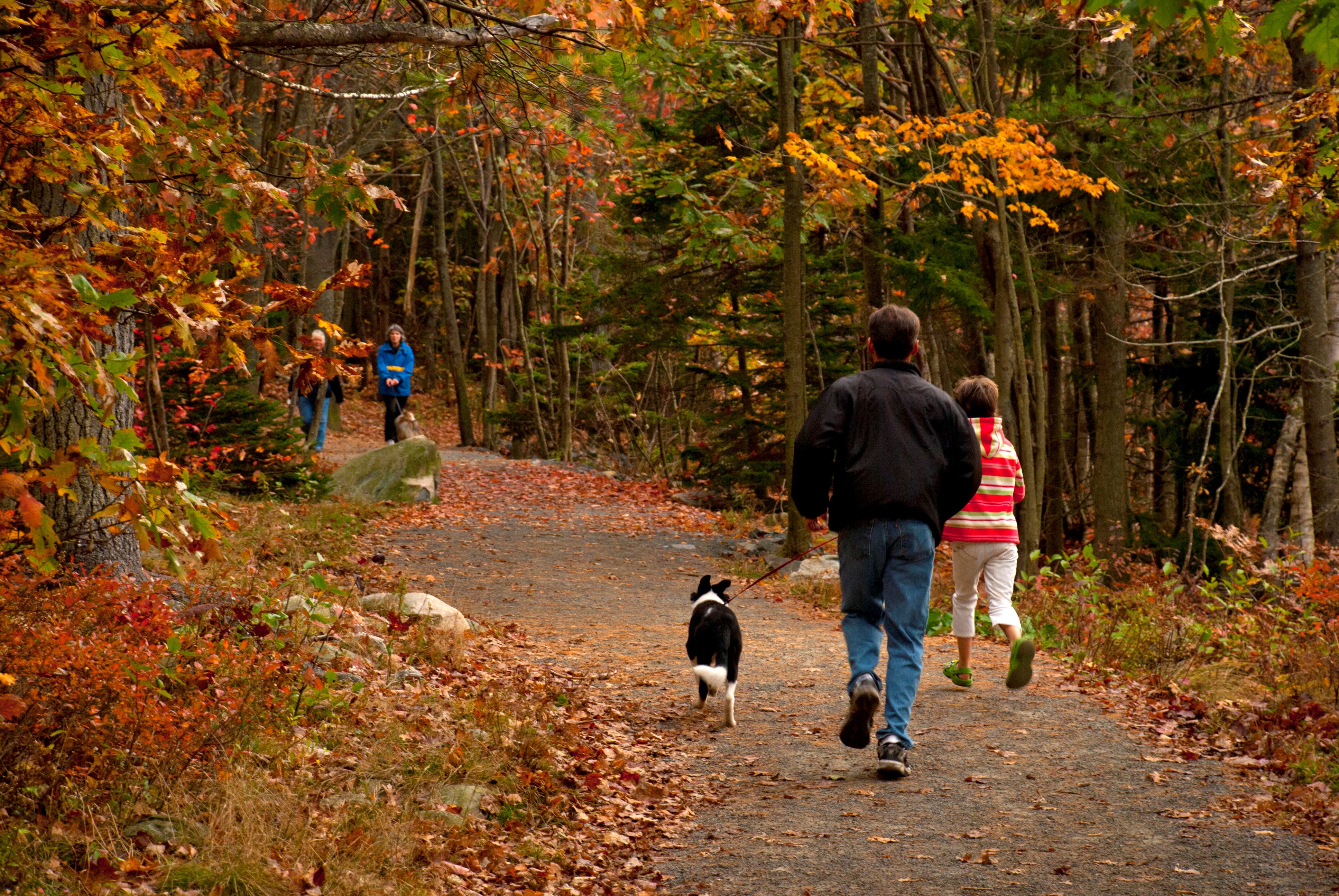 people walking a dog in a park in the fall
