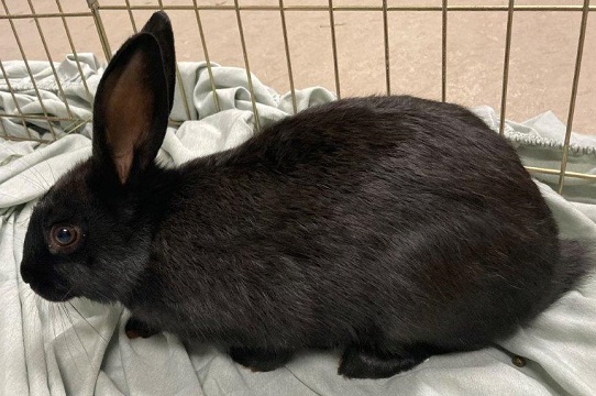 Black female Rabbit found September 13, 2025, Lake Major Road, Westphal. Reference number 404178.
