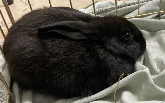 Black female Rabbit found September 13, 2025, Lake Major Road, Westphal. Reference number 404179.