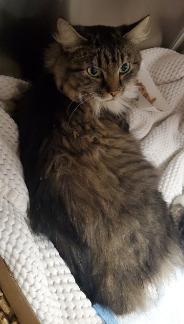 Black, tan and white female Domestic Long Hair found September 15, 2025, Purcell's Cove Road. Reference number 404196.