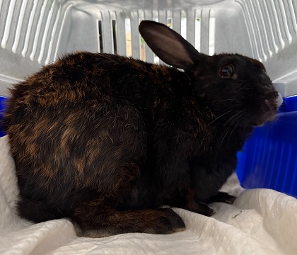 Black, orange and white female Rabbit found September 16, 2025, Westphal. Reference number 404204.