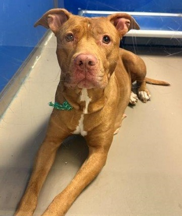 Red and white female Amstaff mix found September 18, 2025, Neptune Crescent, Dartmouth. Reference number 404239.