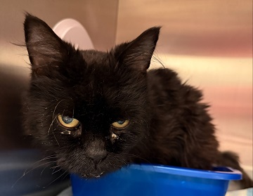 Black male domestic medium hair found September 19, 2025, Windmill Road, Dartmouth. Reference number 404262.