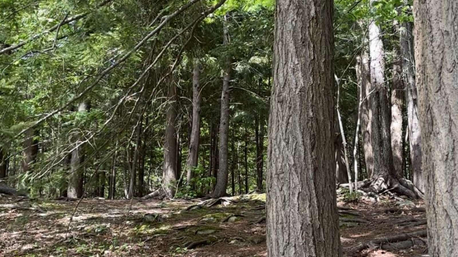 ID: Photo of Hemlock Trees