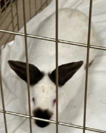 White and black rabbit found October 24, 2025, Salmon River Drive, Westphal. Reference number 404525.