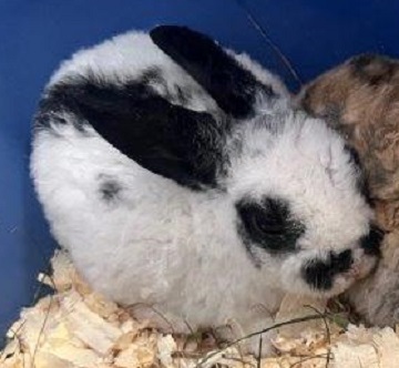 White and black rabbit found October 24, 2025, Neilson Drive, Westphal. Reference number 404589.