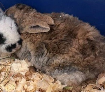 Brown, tan and grey rabbit found October 24, 2025, Neilson Dr, Westphal. Reference number 404590.