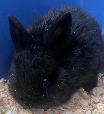 Black rabbit found October 24, 2025, Neilson Drive, Westphal. Reference number 404591.