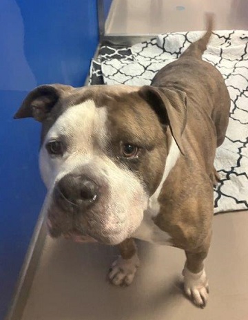 Brown and white male Bulldog found November 13, 2025, Micmac Street, Halifax. Reference number 404784.