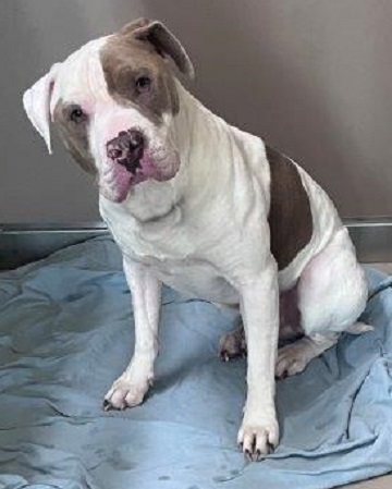 White and brown male Amstaff found November 15, 2025, Bissett Lake Trail, Cole Harbour. Reference number 404801.