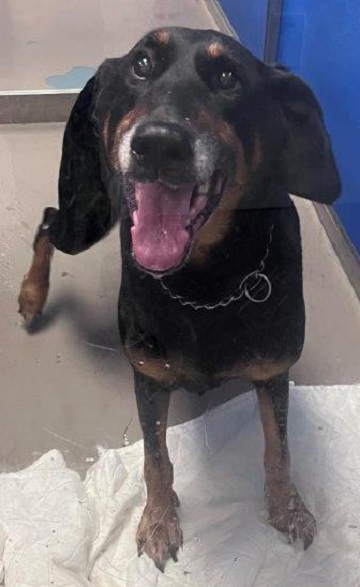 Black and tan female Doberman Pinscher found November 15, 2025, Churchill Court, Dartmouth. Reference number 404802.