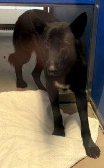 Black and white female German Shepherd found November 17, 2025, Horseshoe Lake Drive, Halifax. Reference number 404807.