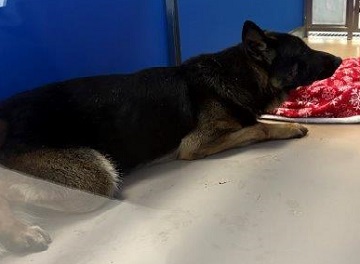 Black and tan male German Shepherd found November 17, 2025, Horseshoe Lake Drive, Halifax. Reference number 404809.