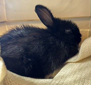 Black female Rabbit found November 19, 2025, Forest Hills Parkway, Dartmouth. Reference number 404837.