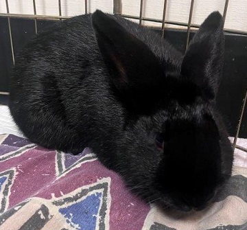 Black male Rabbit found November 24, 2025, Richardson Drive, Westphal. Reference number 404880.