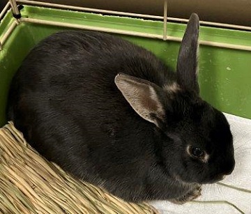 Grey rabbit found November 25, 2025, Westphal. Reference number 404893.