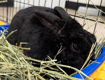 Black male Rabbit found November 27, 2025, Neilson Drive, Westphal. Reference number 404912.