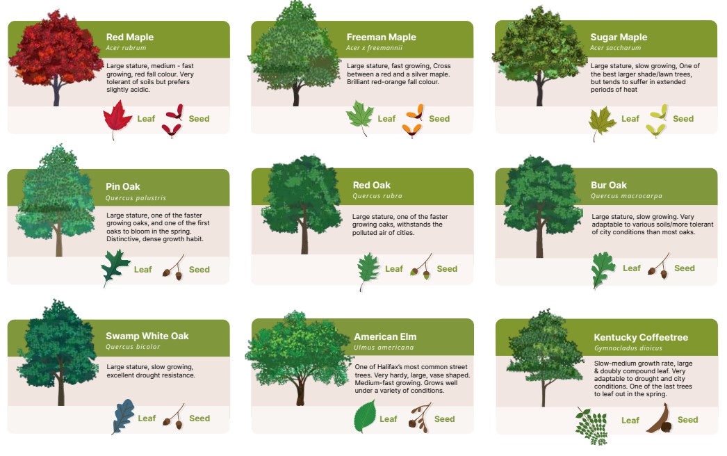 Tree Species of HRM; red maple, freeman maple, sugar maple, pin oak, red oak, bur oak, swamp white oak, american elm, kentucky coffeetree