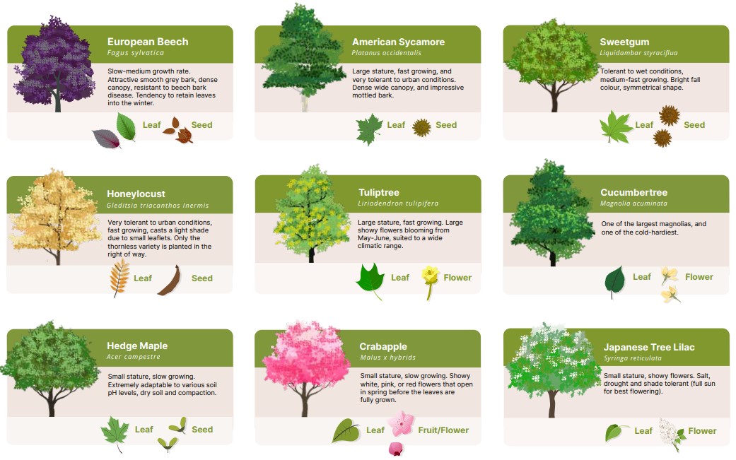 Tree Species of HRM; european beech, american sycamore, sweetgum, honeylocust, tuliptree, cucumbertree, hedge maple, crabapple, japanese tree lilac