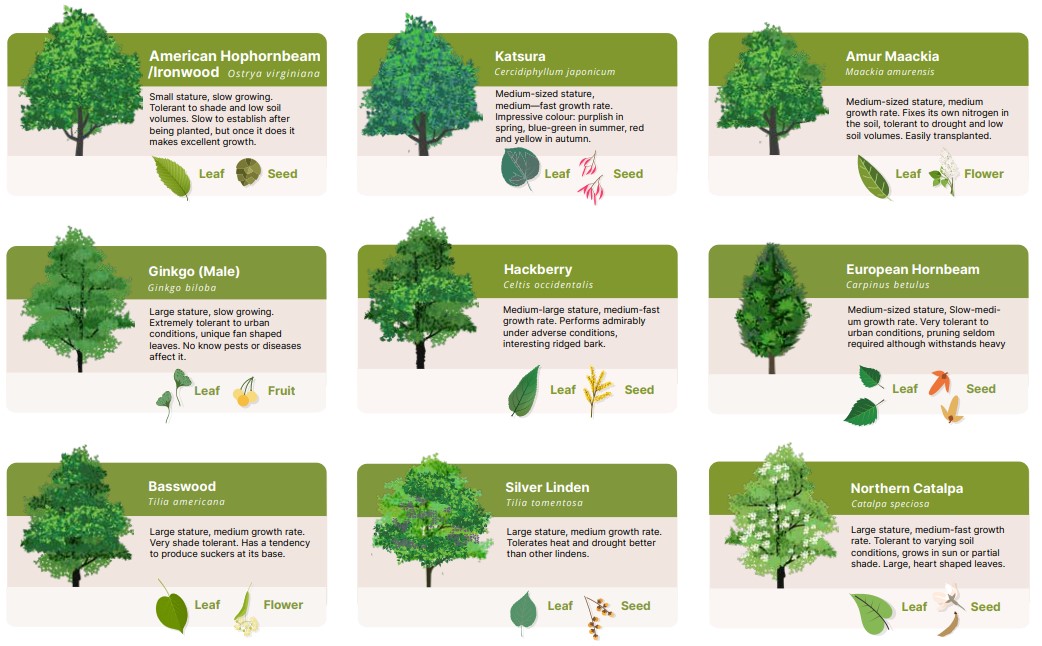 Tree species of HRM; ironwood, katsura, amur maackia, ginkgo, hackberry, european hornbeam, basswood, silver linden, northern catalpa