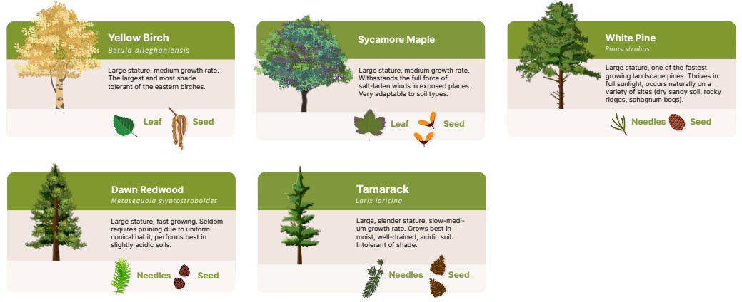 Tree species of HRM; yellow birch, sycamore maple, white pine, dawn redwood, tamarack