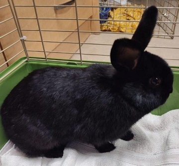 Black female rabbit found November 30, 2025, Richardson Drive, Westphal. Reference number 404936.