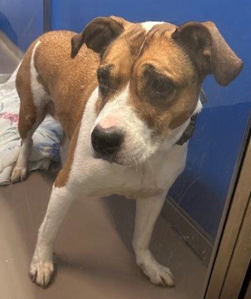 Tan and white female Amstaff mix found December 1, 2025, Windmill Road, Dartmouth. Reference number 404953.