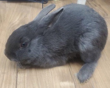 Grey female rabbit found December 17, 2025, Lake Major Road, Westphal. Reference number 405095.
