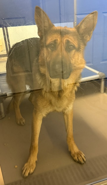 Black and tan male German Shepherd found December 18, 2025, Exhibition Grounds Road, Middle Musquodoboit. Reference number 405098.
