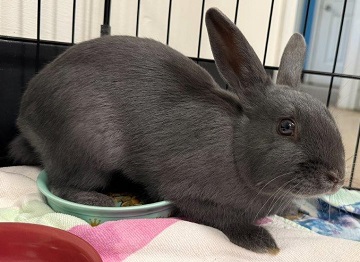 Grey female rabbit found December 17, 2025, Lake Major Road, Westphal. Reference number 405099.