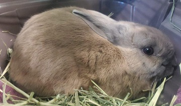 Tan male rabbit found December 17, 2025, Lake Major Road, Westphal. Reference number 405100.