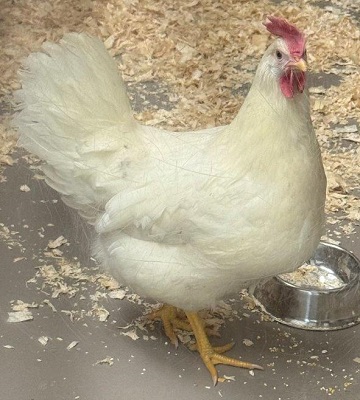 White and red Chicken found December 23, 2025, Oakmount Drive, Bedford. Reference number 405127.