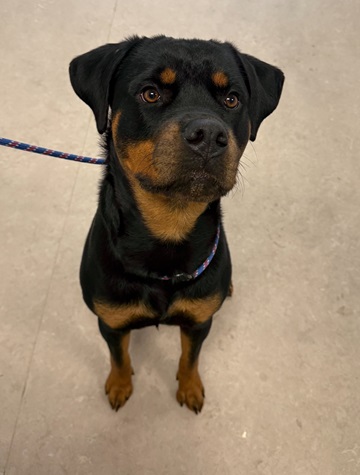 Black, brown female rottweiler Dog found January 1, 2026, Spring Avenue, Dartmouth. Reference number 405160.