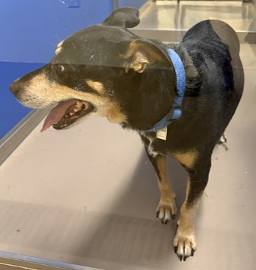 Black and brown female Rottweiler, Beagle mix found January 2, 2026, Chester Avenue, Halifax. Reference number 405166.