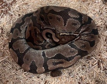 Brown and black Ball Python found January 5, 2026, Highfield Park Drive, Dartmouth. Reference number 405175.