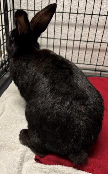 Black male Rabbit found January 6, 2026, Chris Evan Drive, Westphal. Reference number 405181.