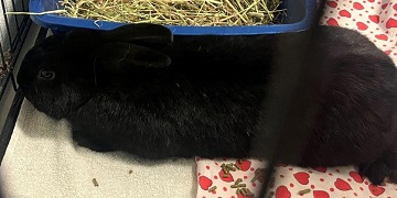Black male Rabbit found January 8, 2026, Chris Evan Drive, Westphal. Reference number 405204.