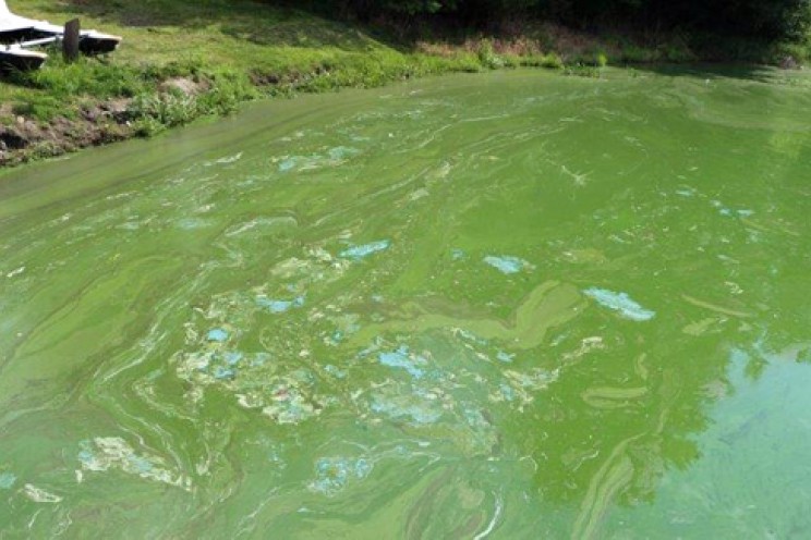 Harmful Algae Blooms, Environment, PSA