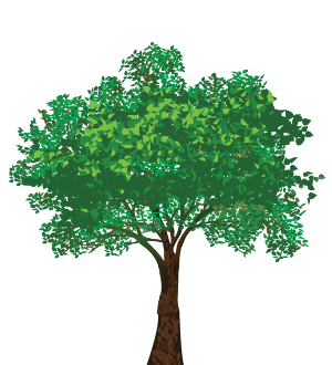American Elm Tree (Ulmus americana or wigpi)