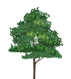 Kentucky Coffee Tree (Gymnocladus dioicus)