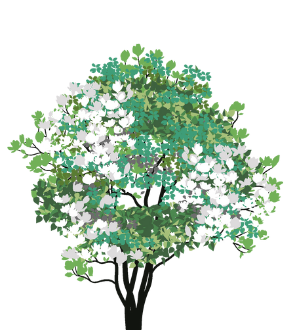 Star Magnolia Tree (Magnolia stellata)