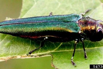 Emerald Ash Borer